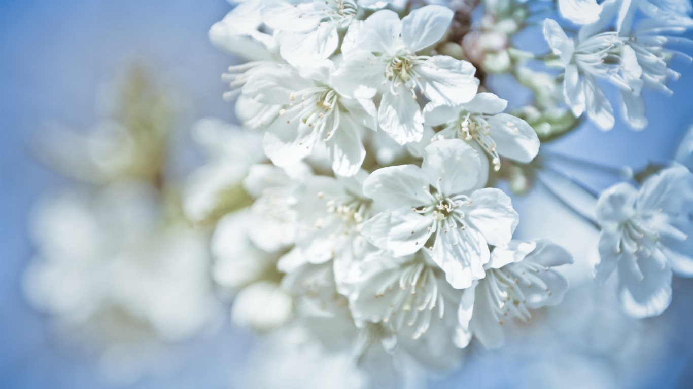 Fond d'écran haute définition de fleur #16 - 1366x768