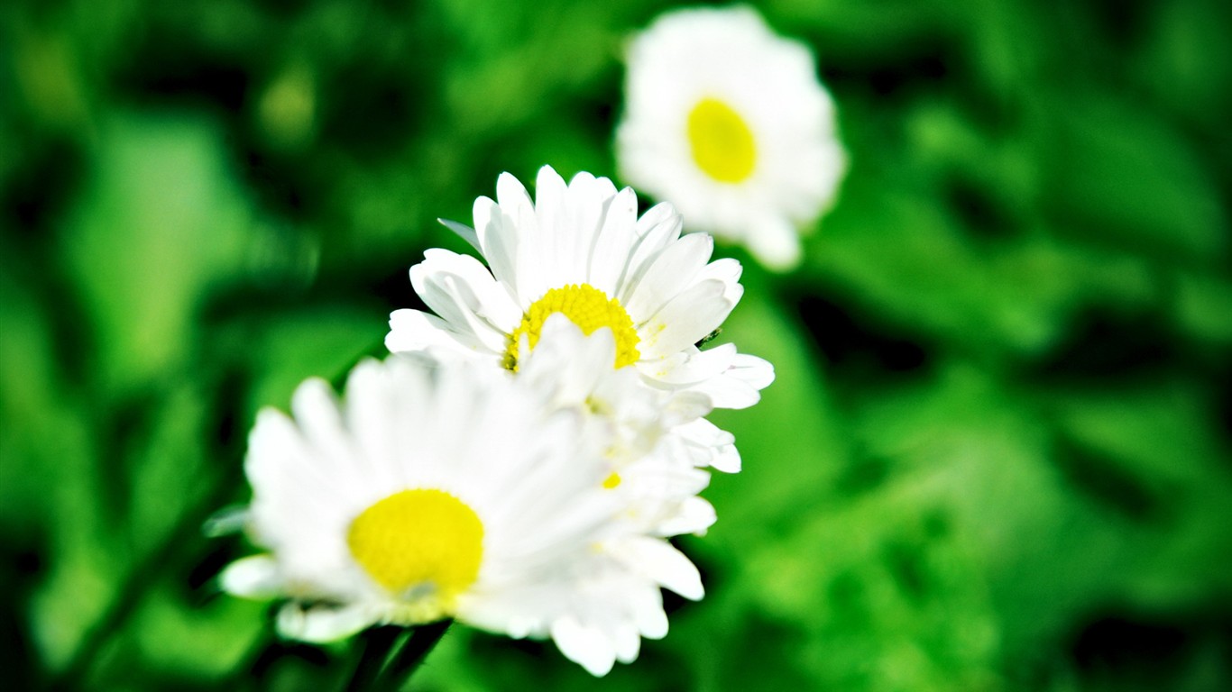 Fond d'écran haute définition de fleur #19 - 1366x768