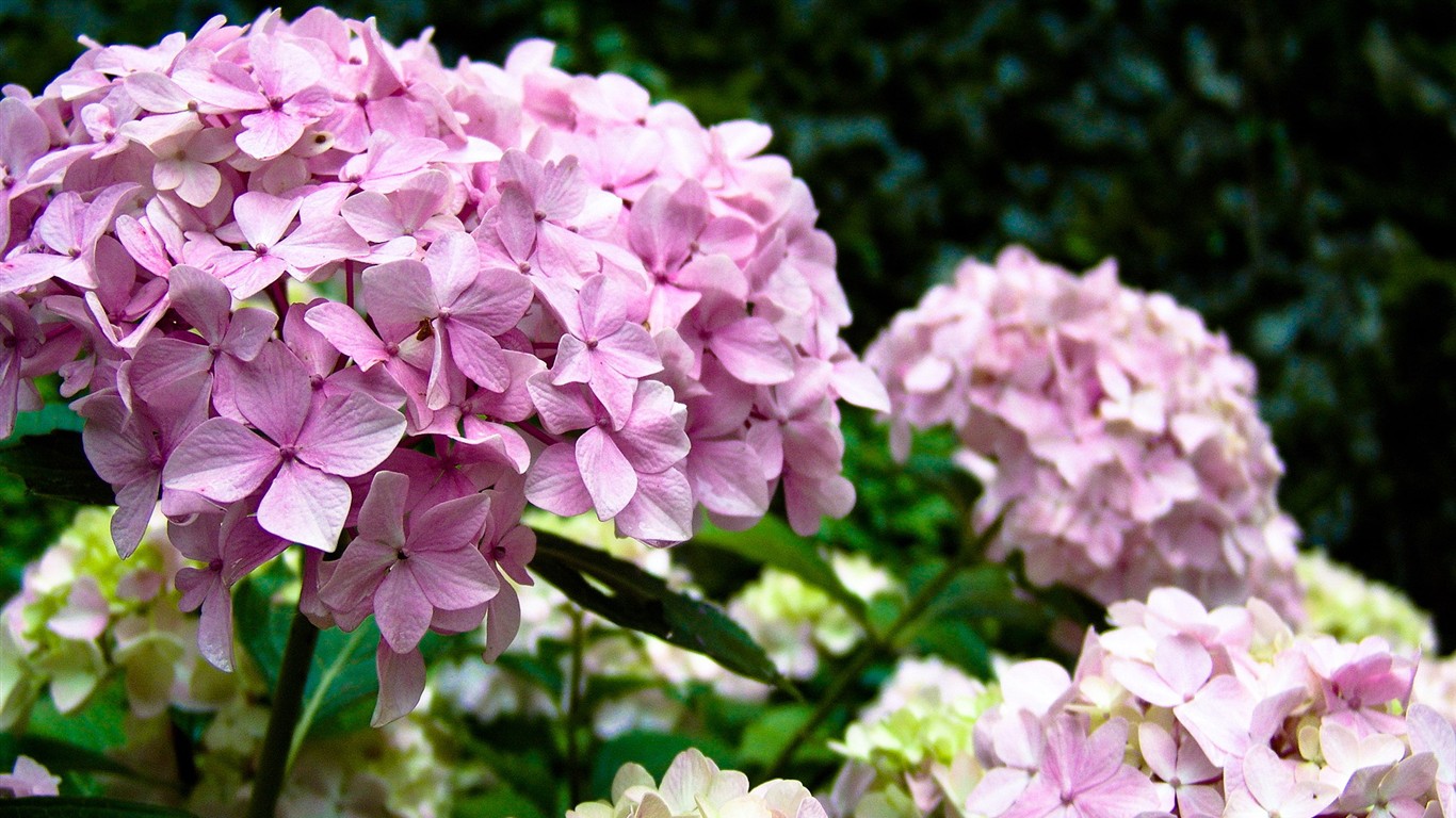 高清晰花朵壁纸20 - 1366x768