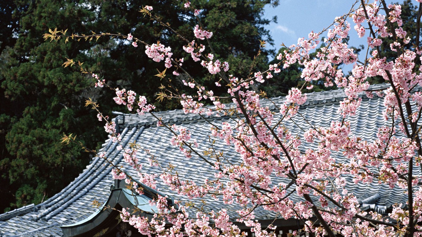 Kyoto, Japan, Landscape Wallpapers #14 - 1366x768