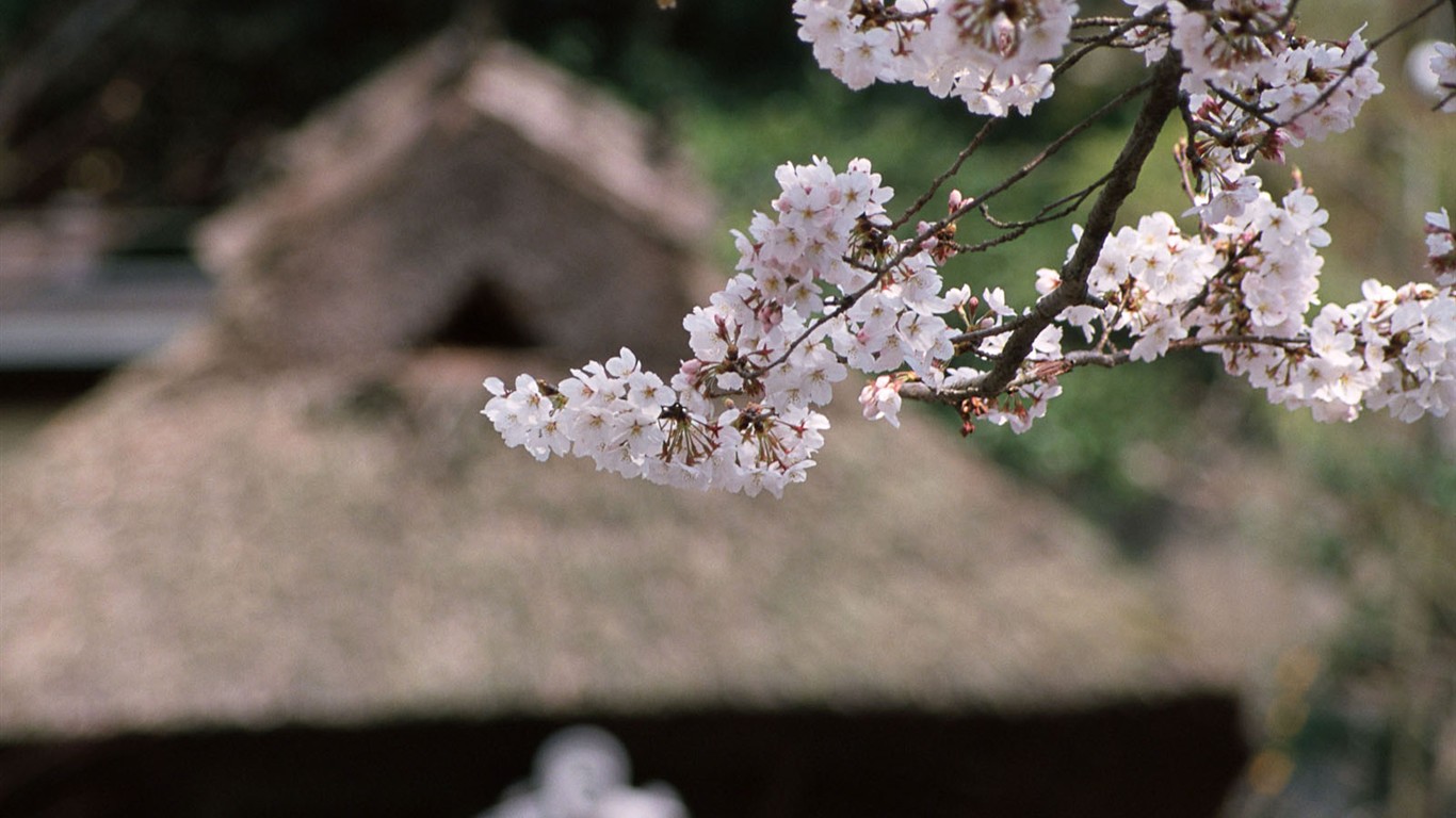 日本京都風景壁紙 #15 - 1366x768