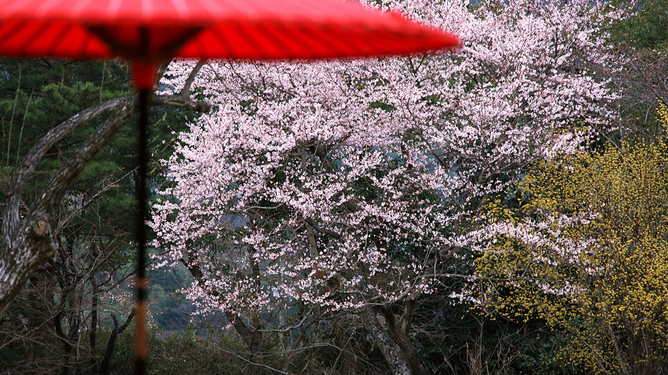 日本京都風景壁紙 #16 - 1366x768