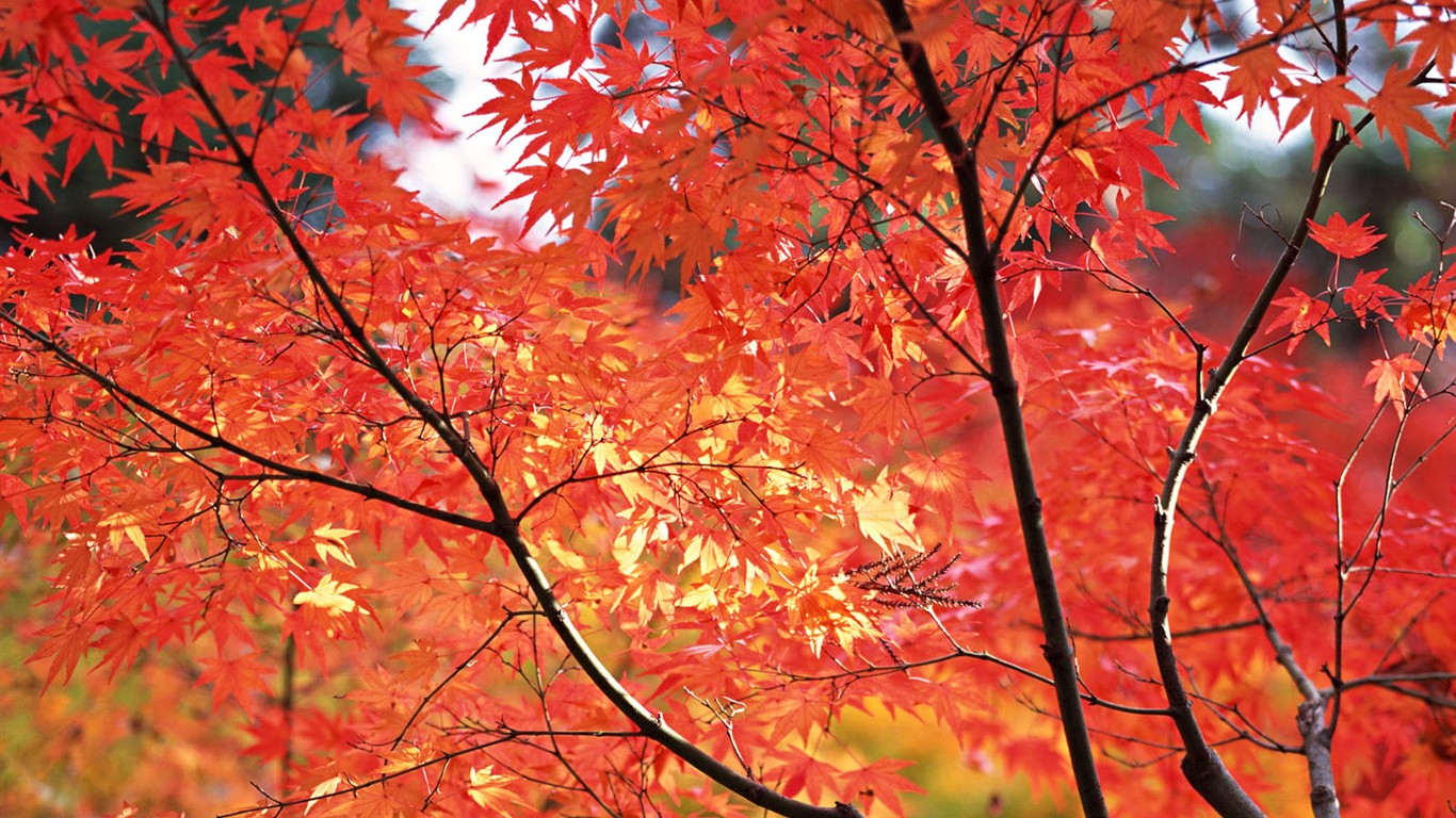 Kyoto, Japón, Fondos de Paisaje #17 - 1366x768