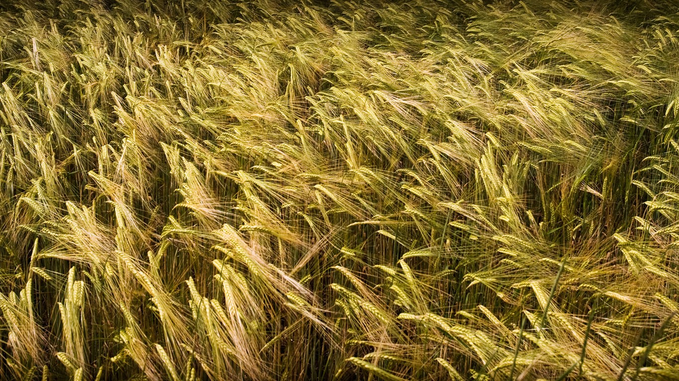 Rendering scenérie HD Tapety na plochu #4 - 1366x768