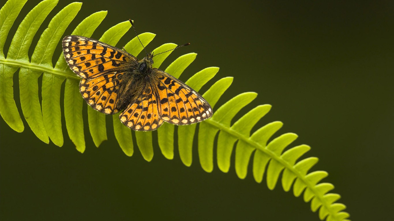 HD Animaux Fonds d'écran Collection (1) #12 - 1366x768