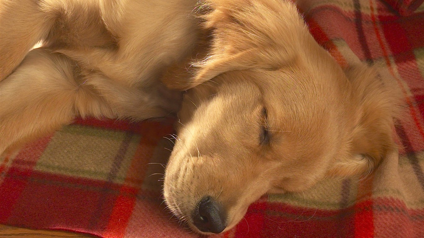 高清動物壁紙合集(一) #14 - 1366x768