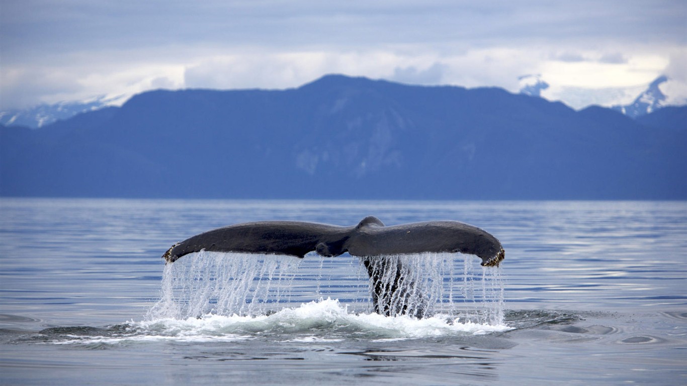 HD Animaux Fonds d'écran Collection (1) #16 - 1366x768