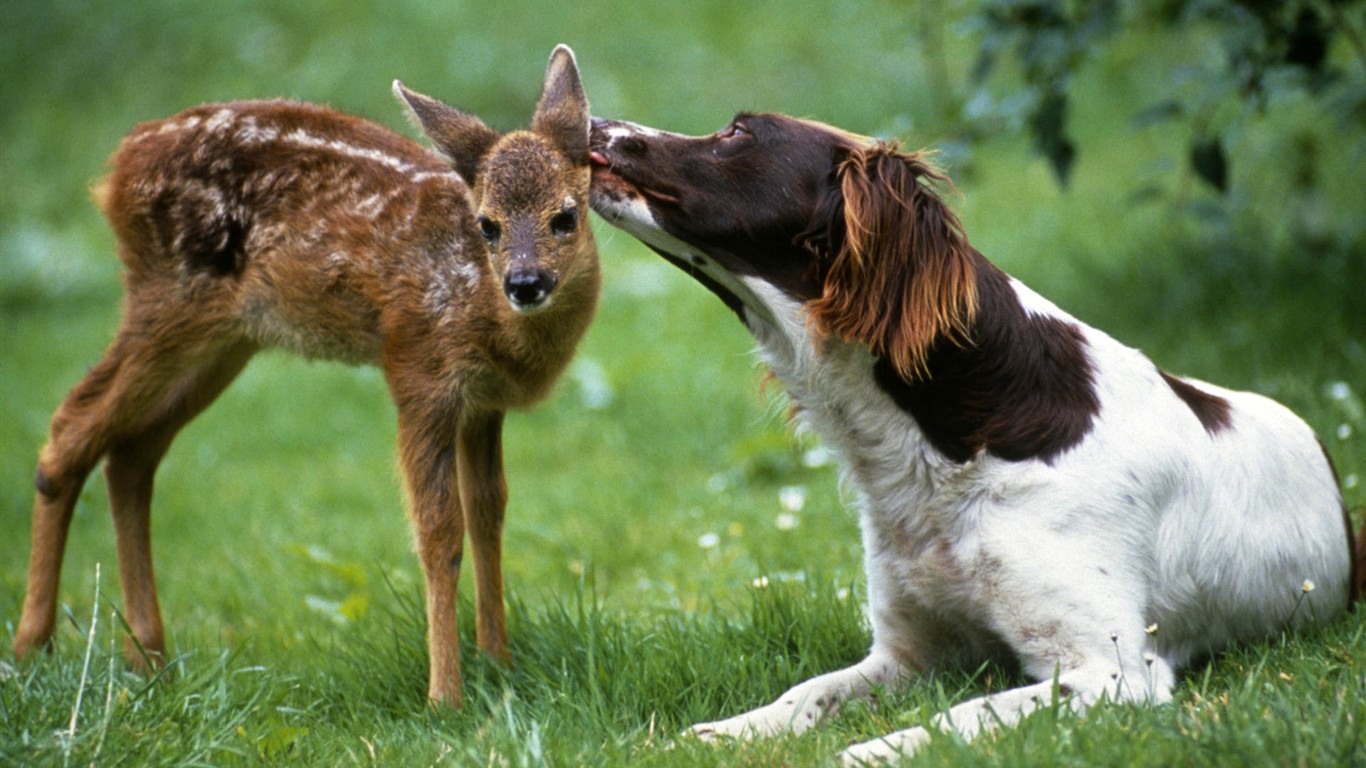 HD Animaux Fonds d'écran Collection (1) #17 - 1366x768