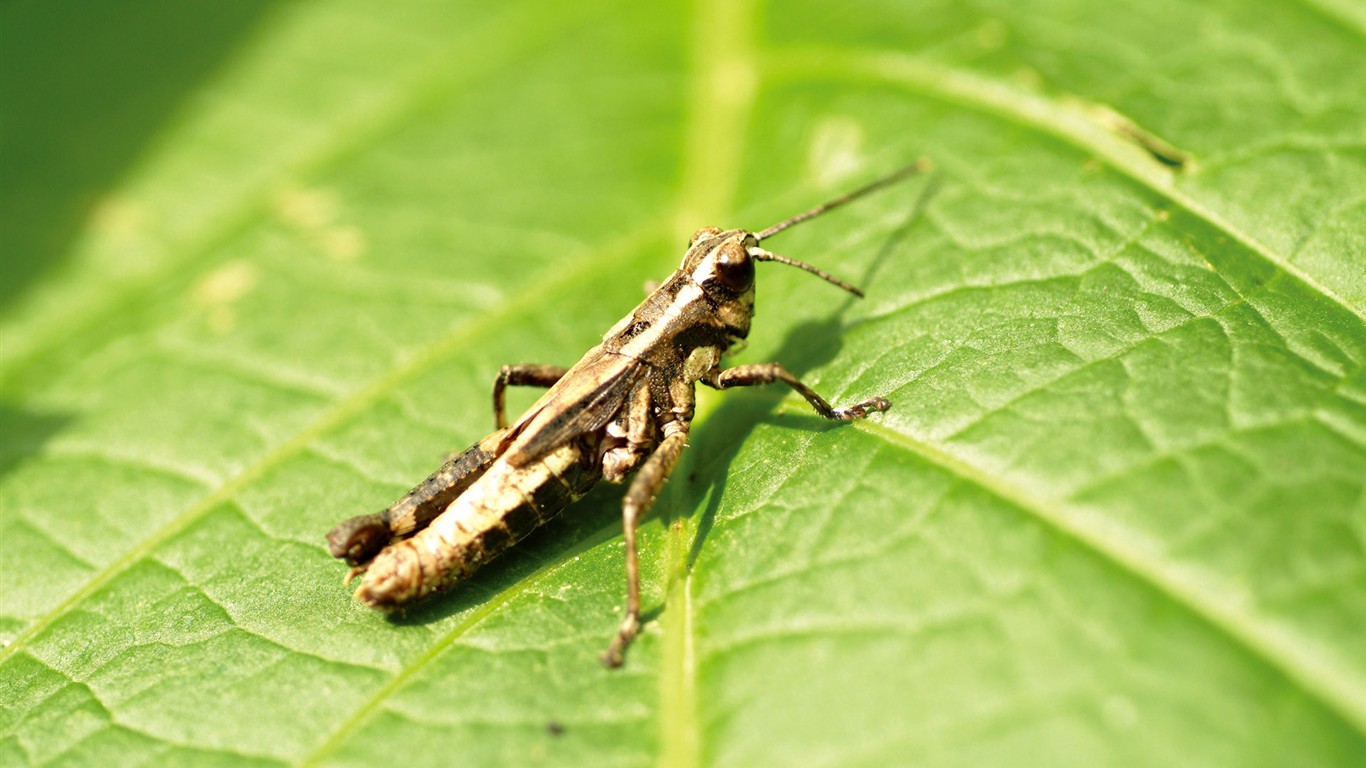곤충의 특징 (2) #3 - 1366x768