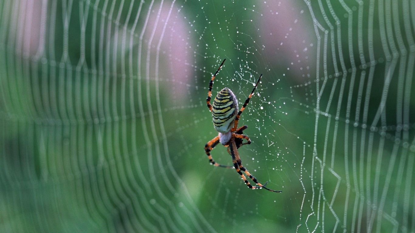 Características de insectos (2) #15 - 1366x768