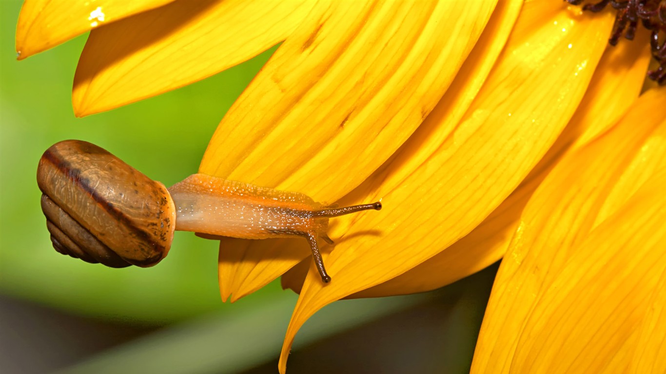 Insect Features (2) #20 - 1366x768