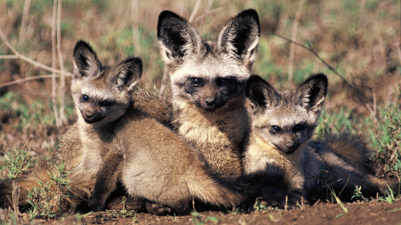 HD Animaux Fonds d'écran Collection (1) #1 - 1366x768