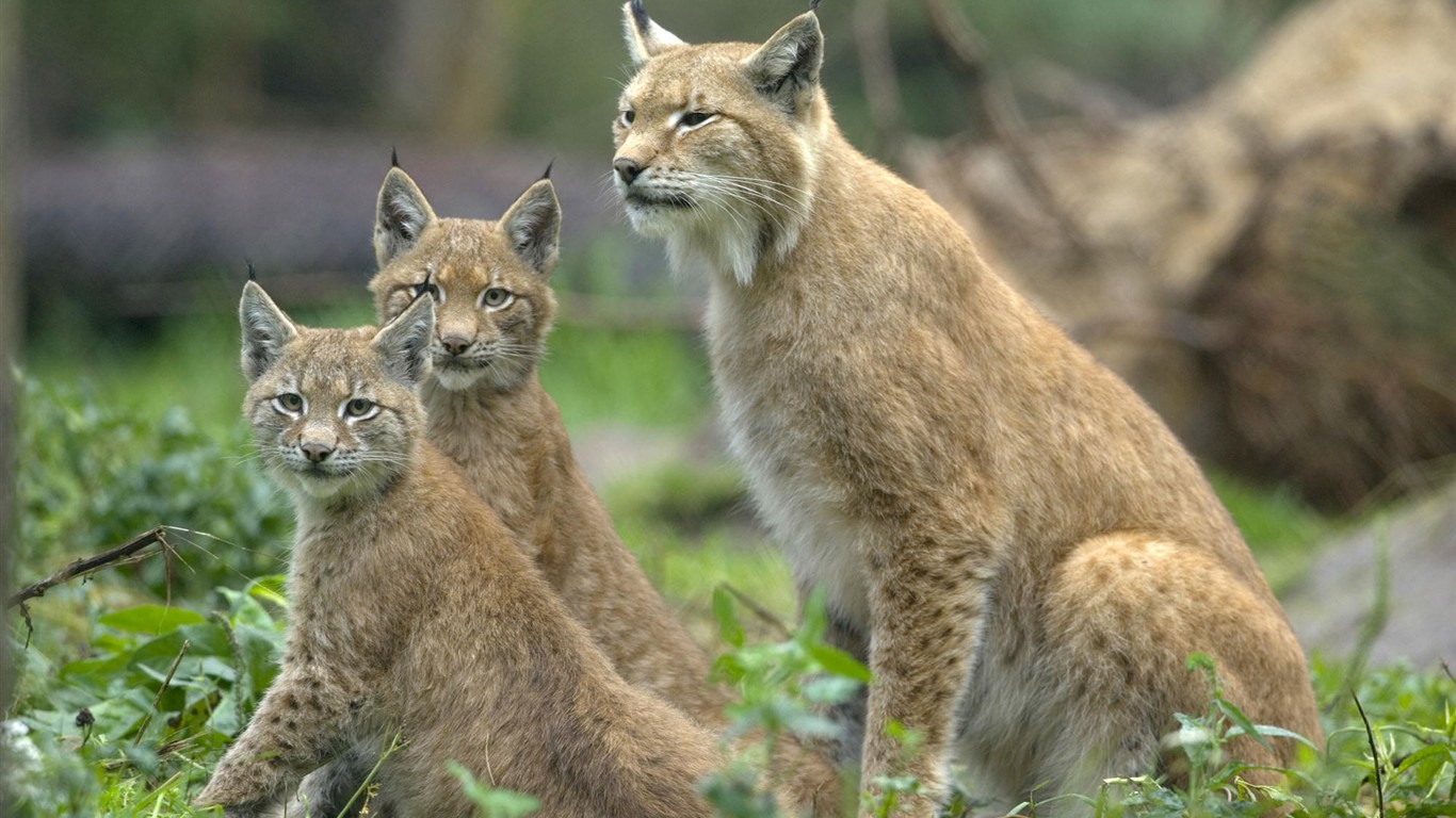 HD Animaux Fonds d'écran Collection (1) #2 - 1366x768