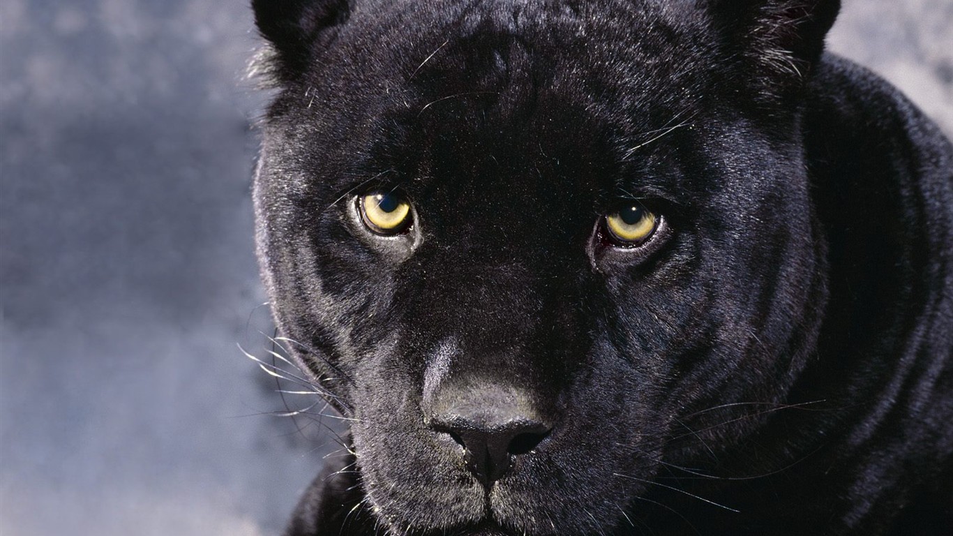 Animal Wallpaper Collection (4) #11 - 1366x768