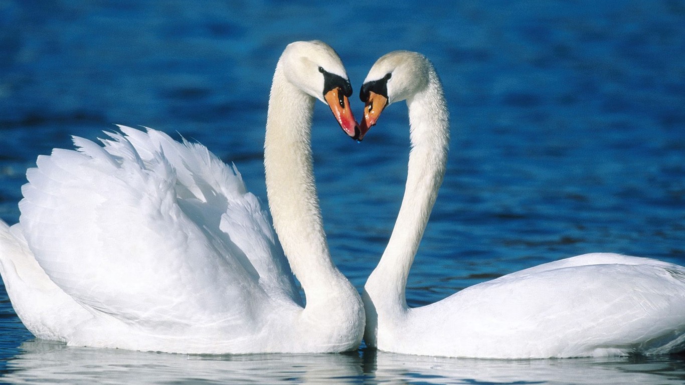 Animal Wallpaper Collection (4) #14 - 1366x768