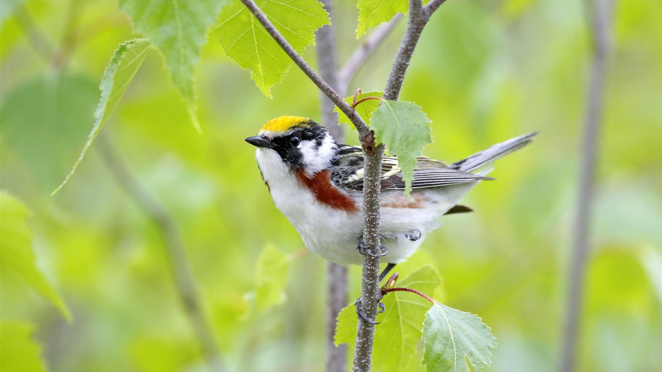 鳥類寫真高清壁紙 #19 - 1366x768