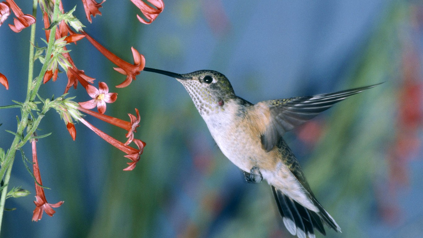  HDの壁紙鳥の写真 #22 - 1366x768