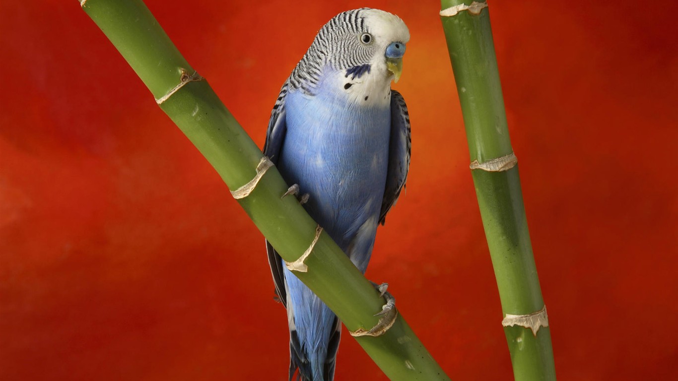 HD Wallpapers Birds Photo #23 - 1366x768
