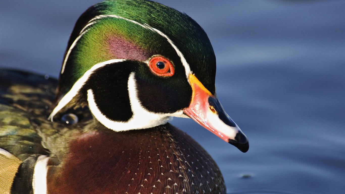 鳥類寫真高清壁紙 #24 - 1366x768