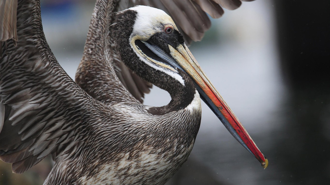 HD Fondos de Aves de fotos #31 - 1366x768