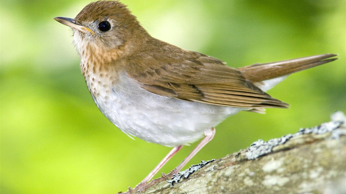 Fonds d'écran HD Photo Oiseaux #33 - 1366x768