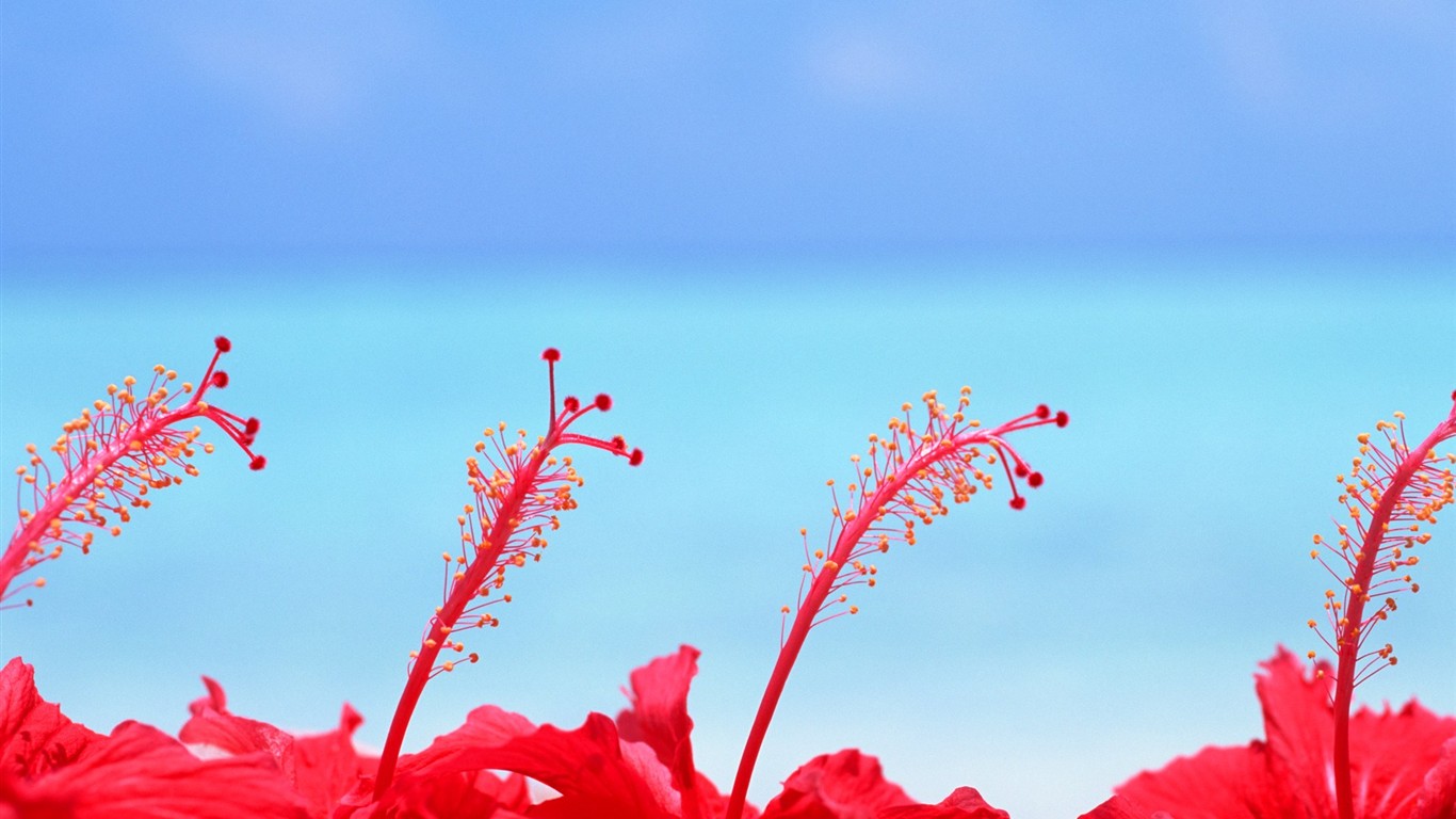 Maledivy vody a modrou oblohu #8 - 1366x768