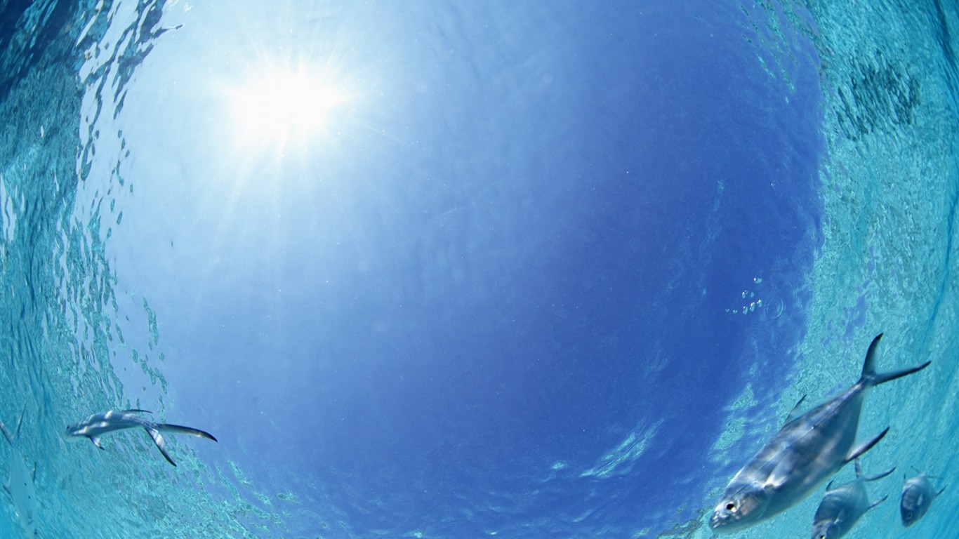 Malediven Wasser und blauer Himmel #28 - 1366x768