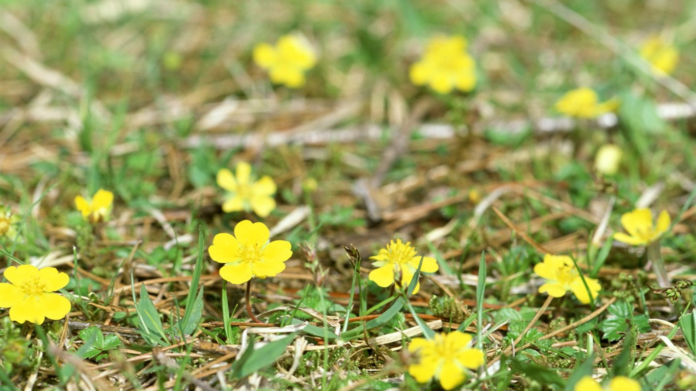 Fond d'écran de fleurs sauvages #2 - 1366x768