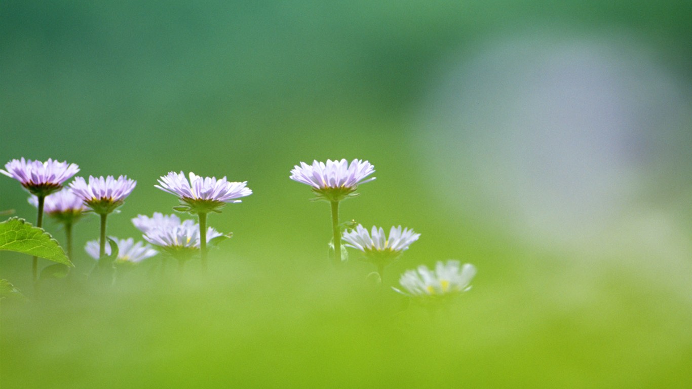 Fond d'écran de fleurs sauvages #3 - 1366x768