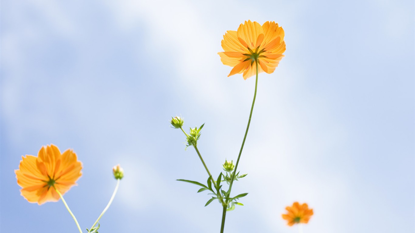 Wildflower Desktop Wallpaper #7 - 1366x768