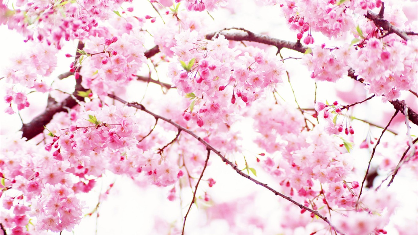 wildflower Tapety na plochu #8 - 1366x768