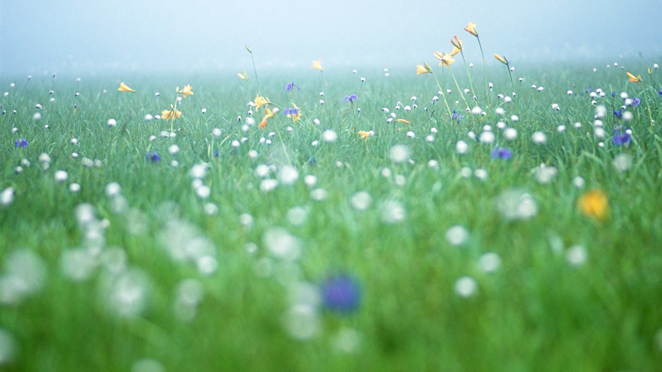 Fond d'écran de fleurs sauvages #12 - 1366x768