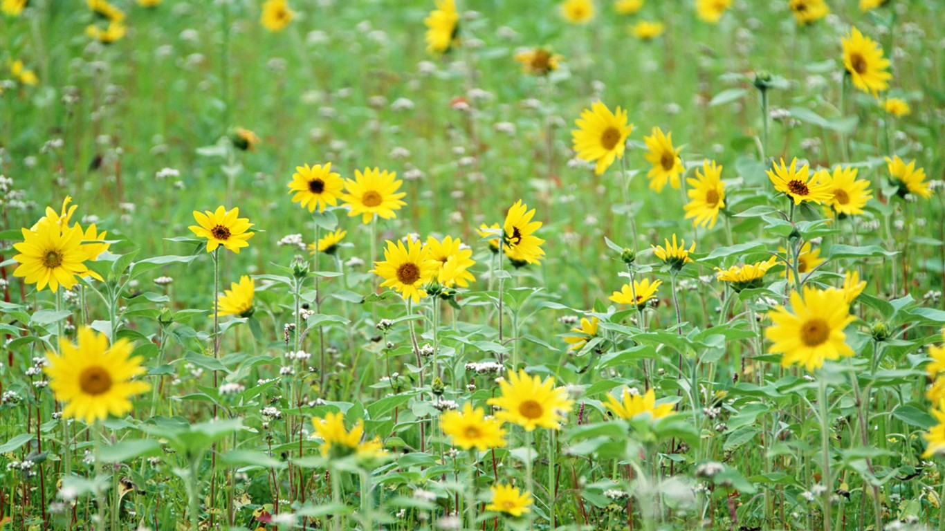 Fond d'écran de fleurs sauvages #13 - 1366x768