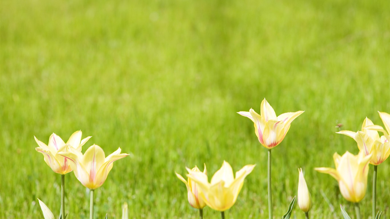 Wildflower Desktop Wallpaper #15 - 1366x768