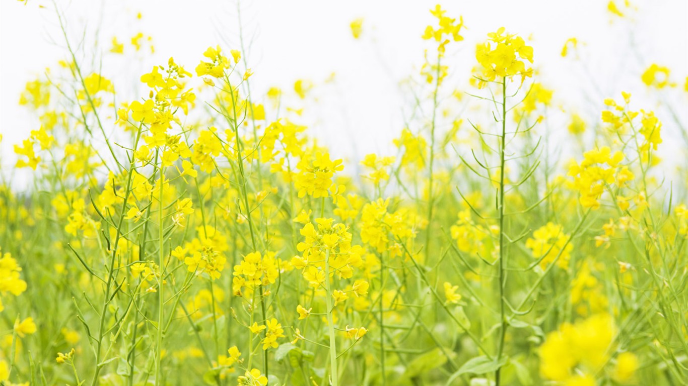 Fond d'écran de fleurs sauvages #16 - 1366x768