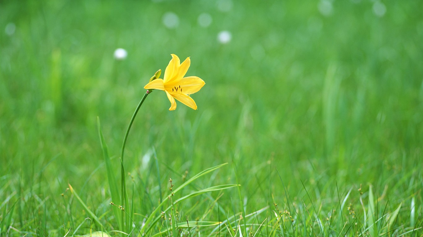 Wildflower Desktop Wallpaper #17 - 1366x768