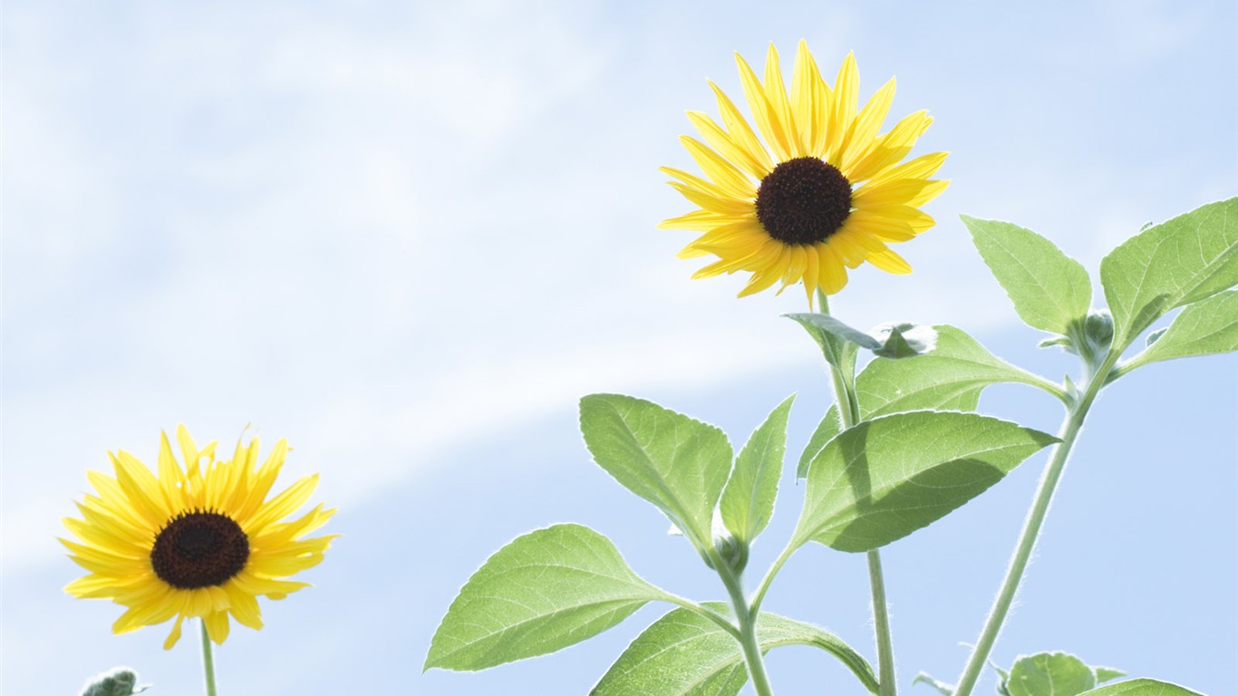 Fond d'écran de fleurs sauvages #21 - 1366x768