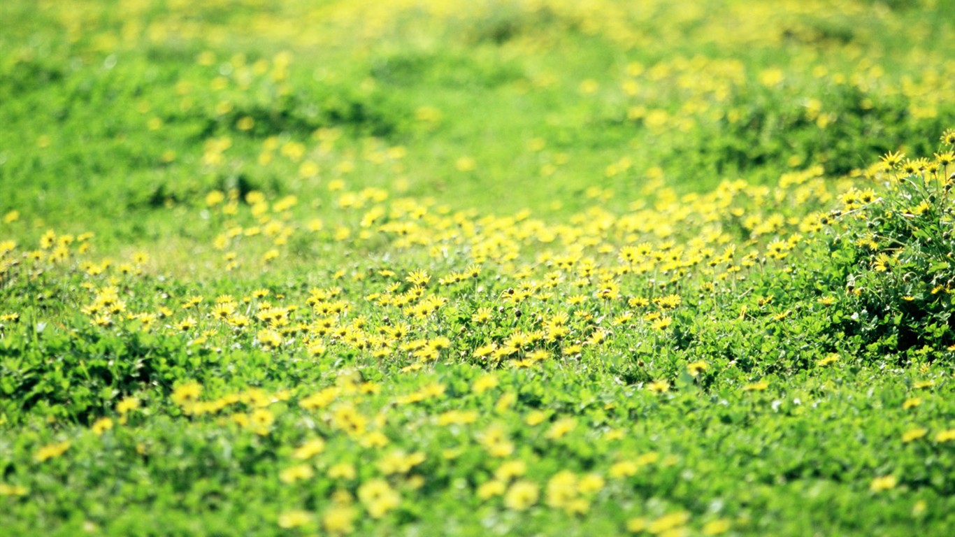 Wildflower Desktop Wallpaper #22 - 1366x768