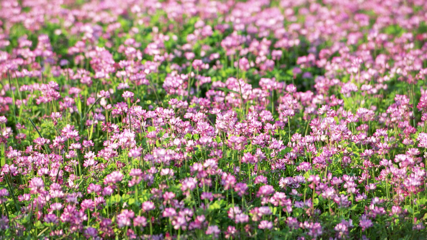 高清晰野花桌面壁纸23 - 1366x768