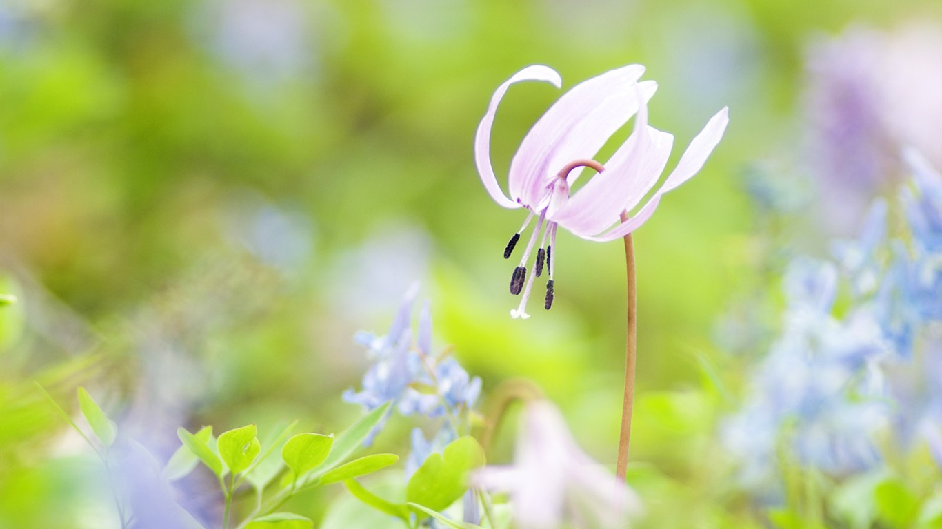 Fond d'écran de fleurs sauvages #24 - 1366x768