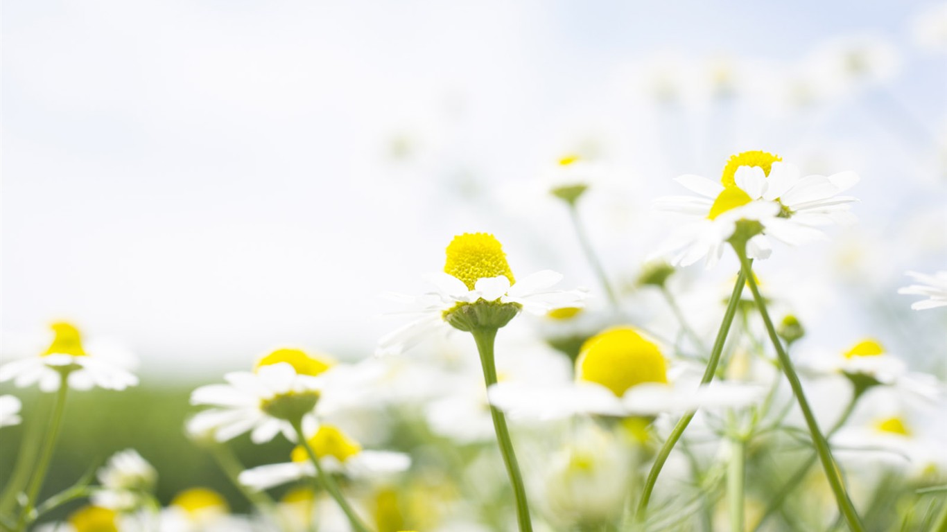 Wildflower Desktop Wallpaper #26 - 1366x768