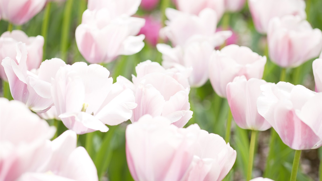 Fond d'écran de fleurs sauvages #27 - 1366x768