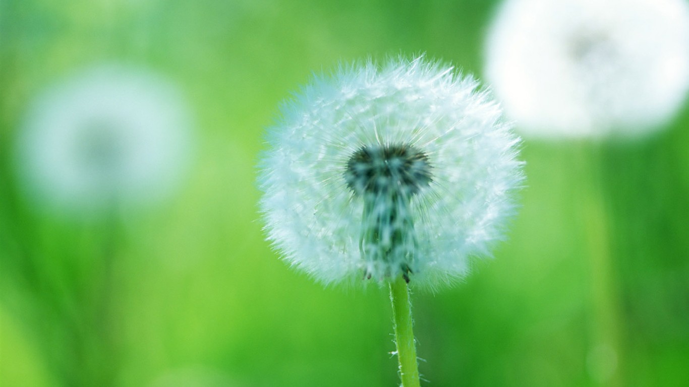 Wildflower Desktop Wallpaper #28 - 1366x768