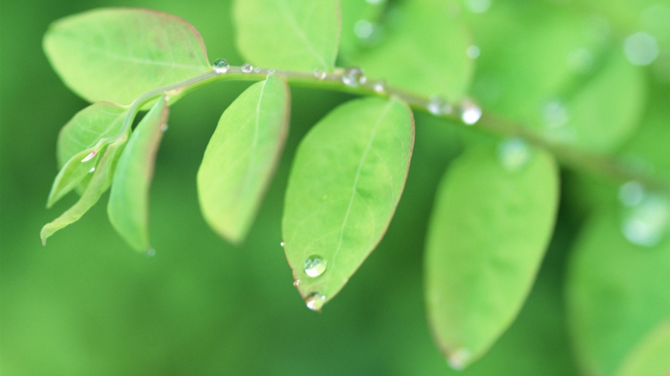 Fresh green leaf wallpaper (1) #1 - 1366x768