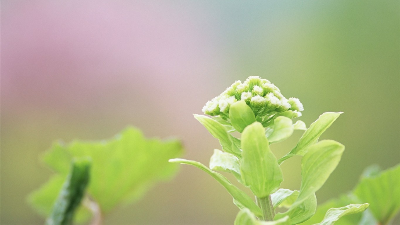 Fresh green leaf wallpaper (1) #2 - 1366x768