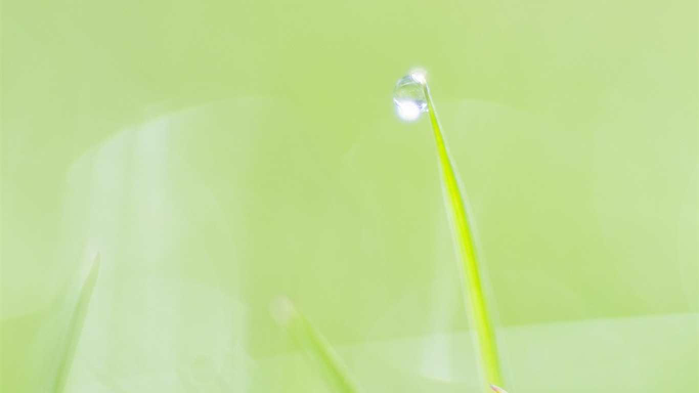 Fresh green leaf wallpaper (1) #3 - 1366x768
