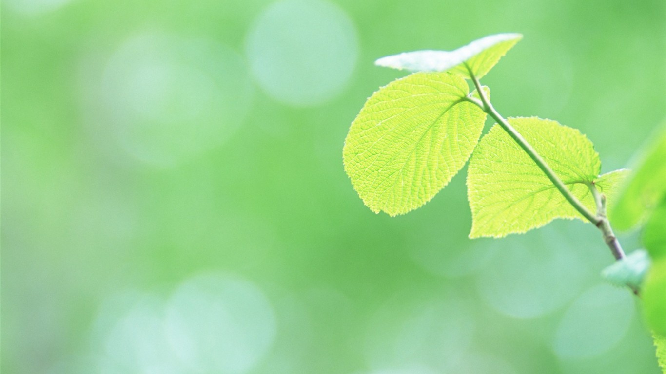 Fresh green leaf wallpaper (1) #4 - 1366x768