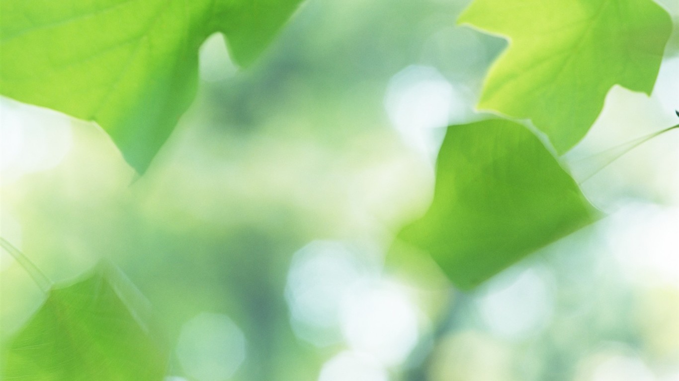 Fresh green leaf wallpaper (1) #5 - 1366x768
