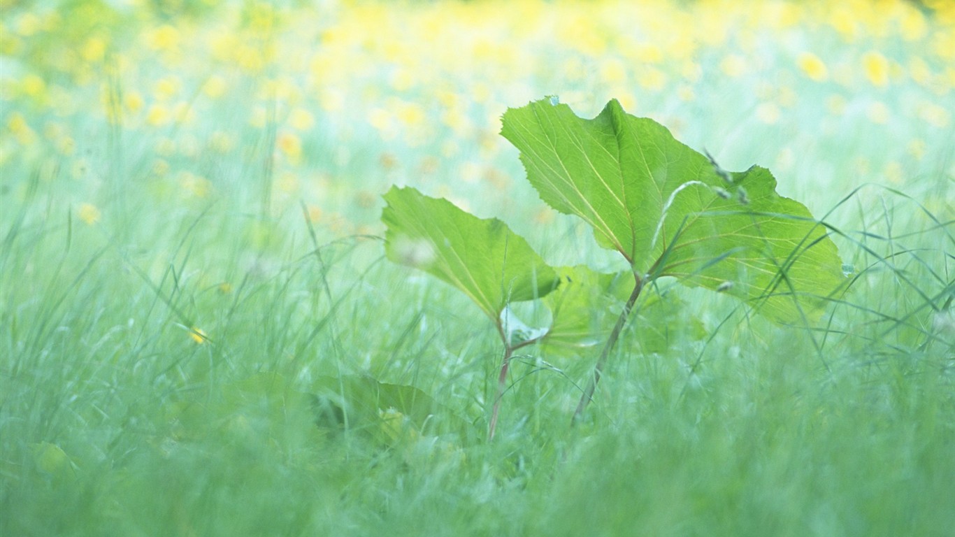 신선한 녹색 잎의 벽지 (1) #6 - 1366x768