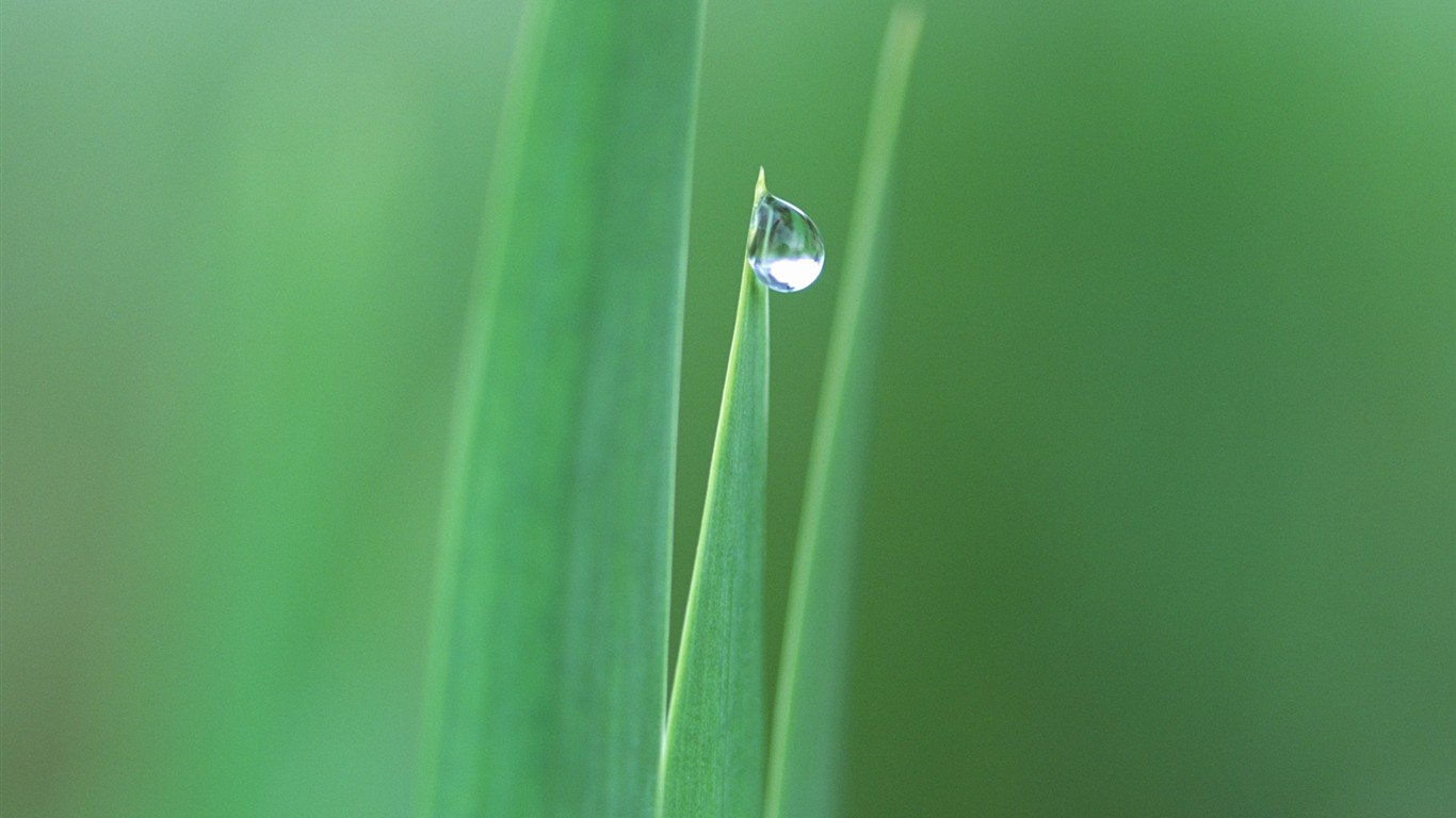 Fond d'écran frais feuille verte (1) #7 - 1366x768